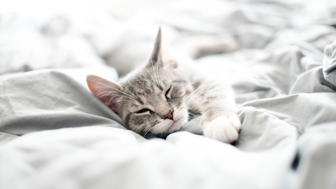 Speziell entwickeltes CBD Öl für Katzen Speziell entwickeltes CBD Öl für Katzen